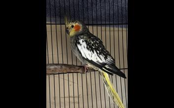 adoption photo