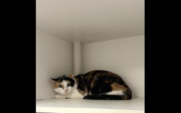 cat adoption photo