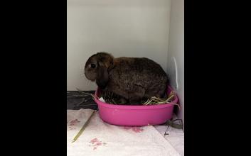 adoption photo