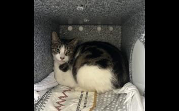 cat adoption photo