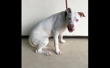 dog adoption photo