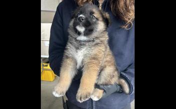dog adoption photo