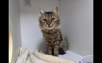 cat adoption photo