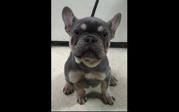 dog adoption photo