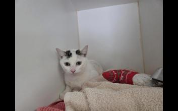 cat adoption photo