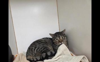 cat adoption photo