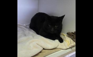 cat adoption photo
