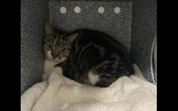 cat adoption photo