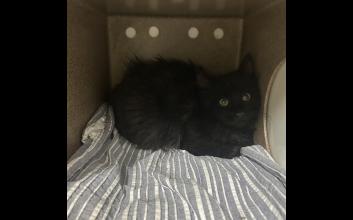 cat adoption photo
