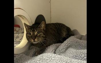 cat adoption photo