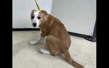 dog adoption photo