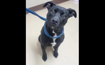 dog adoption photo