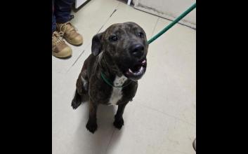 dog adoption photo