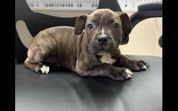 dog adoption photo