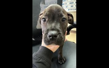 dog adoption photo