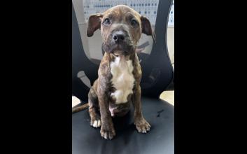 dog adoption photo