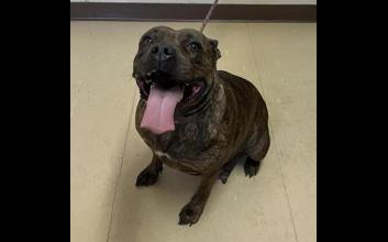 dog adoption photo