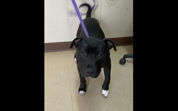 dog adoption photo