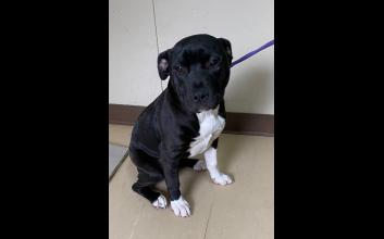 dog adoption photo