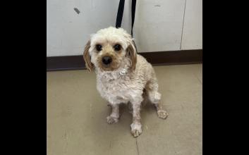 dog adoption photo