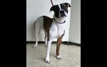 dog adoption photo