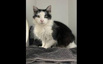 cat adoption photo