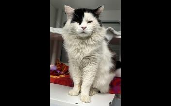 cat adoption photo