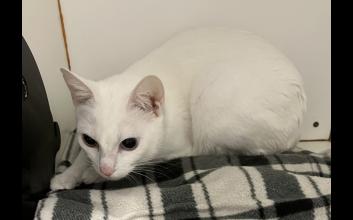 cat adoption photo