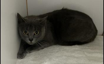 cat adoption photo