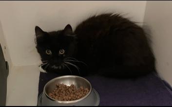 cat adoption photo