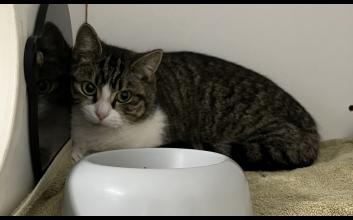 cat adoption photo