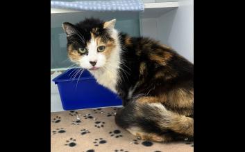 cat adoption photo