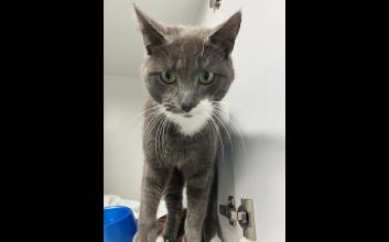 cat adoption photo