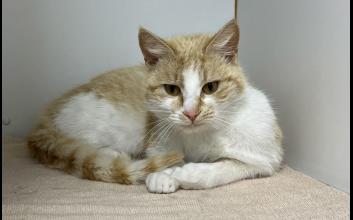 cat adoption photo