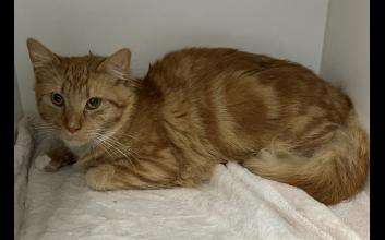 cat adoption photo