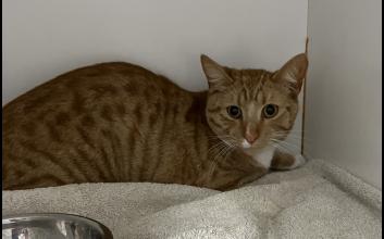 cat adoption photo