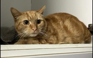cat adoption photo