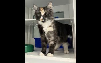 cat adoption photo