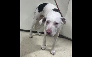 dog adoption photo