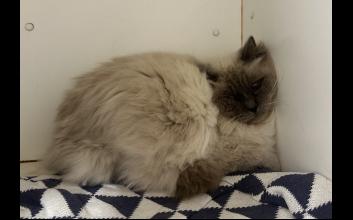 cat adoption photo