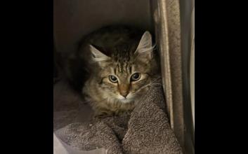 cat adoption photo