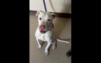 dog adoption photo