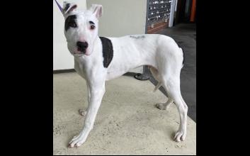 dog adoption photo