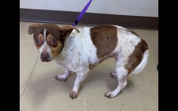 dog adoption photo