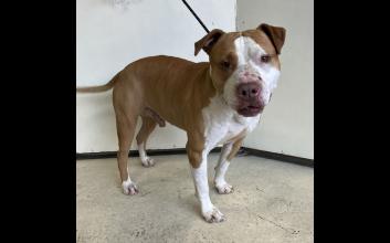 dog adoption photo
