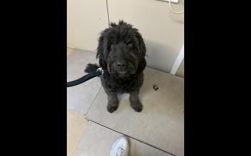 dog adoption photo