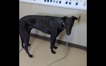 dog adoption photo