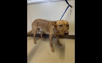 dog adoption photo