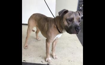 dog adoption photo