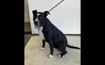 dog adoption photo